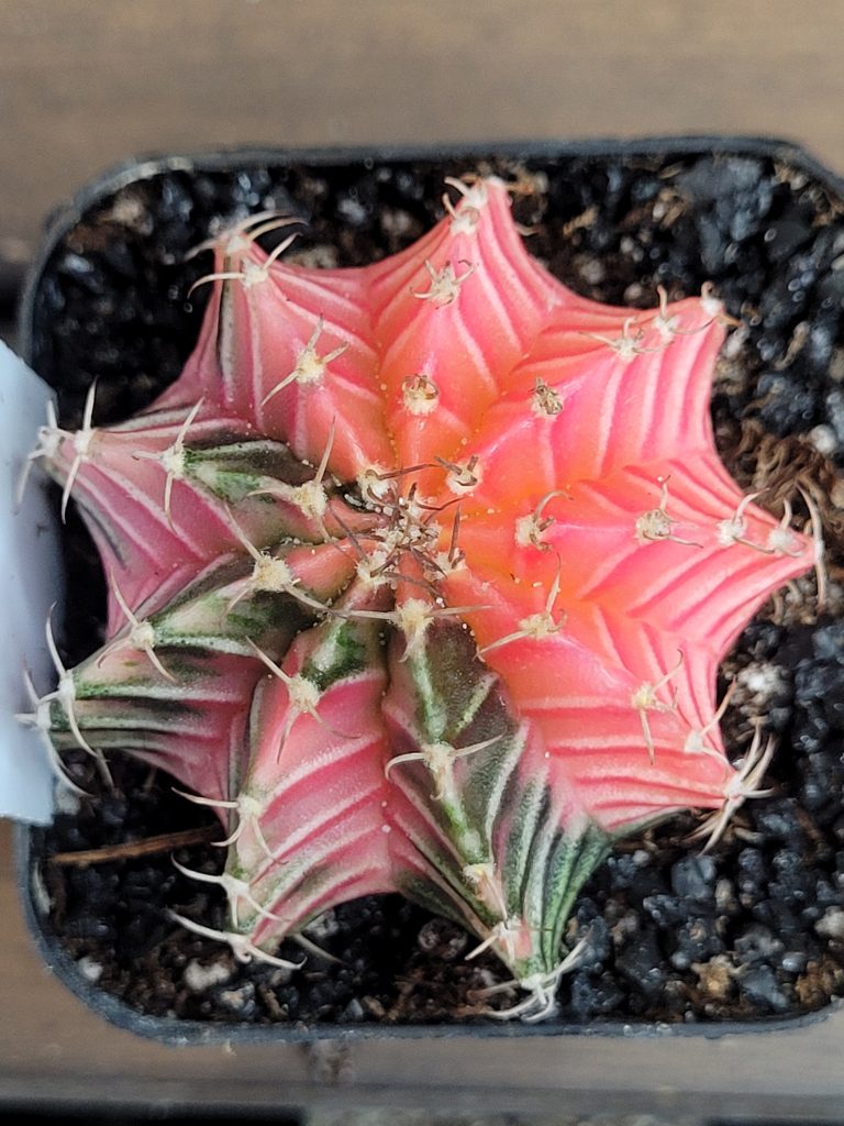 Care Guide for Gymnocalycium Mihanovichii Cactus