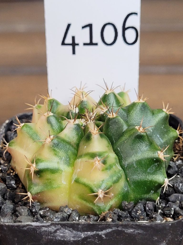 Gymnocalycium Mihanovichii Beautiful Unique White Yellow Green Markings Variegation Variegated Cactus #4106 - Image 2