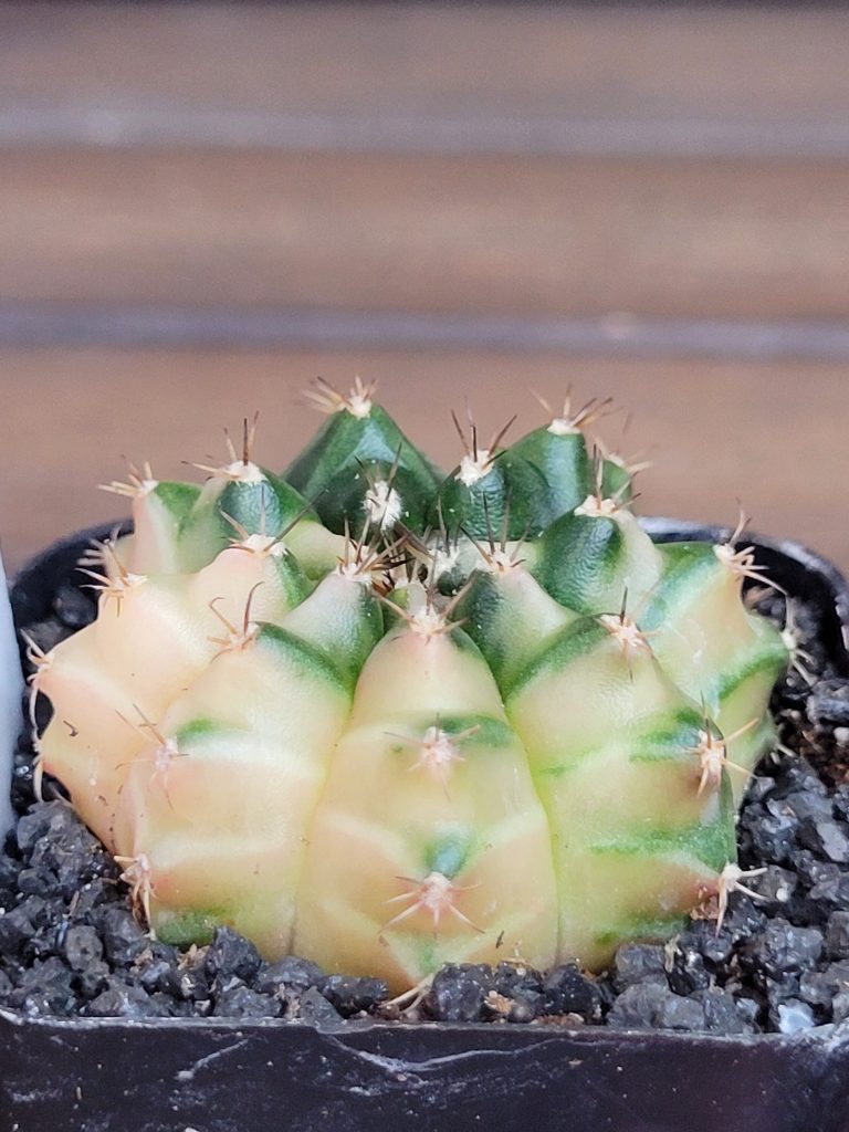 Gymnocalycium Mihanovichii Beautiful Unique White Yellow Green Markings Variegation Variegated Cactus #4106 - Image 3