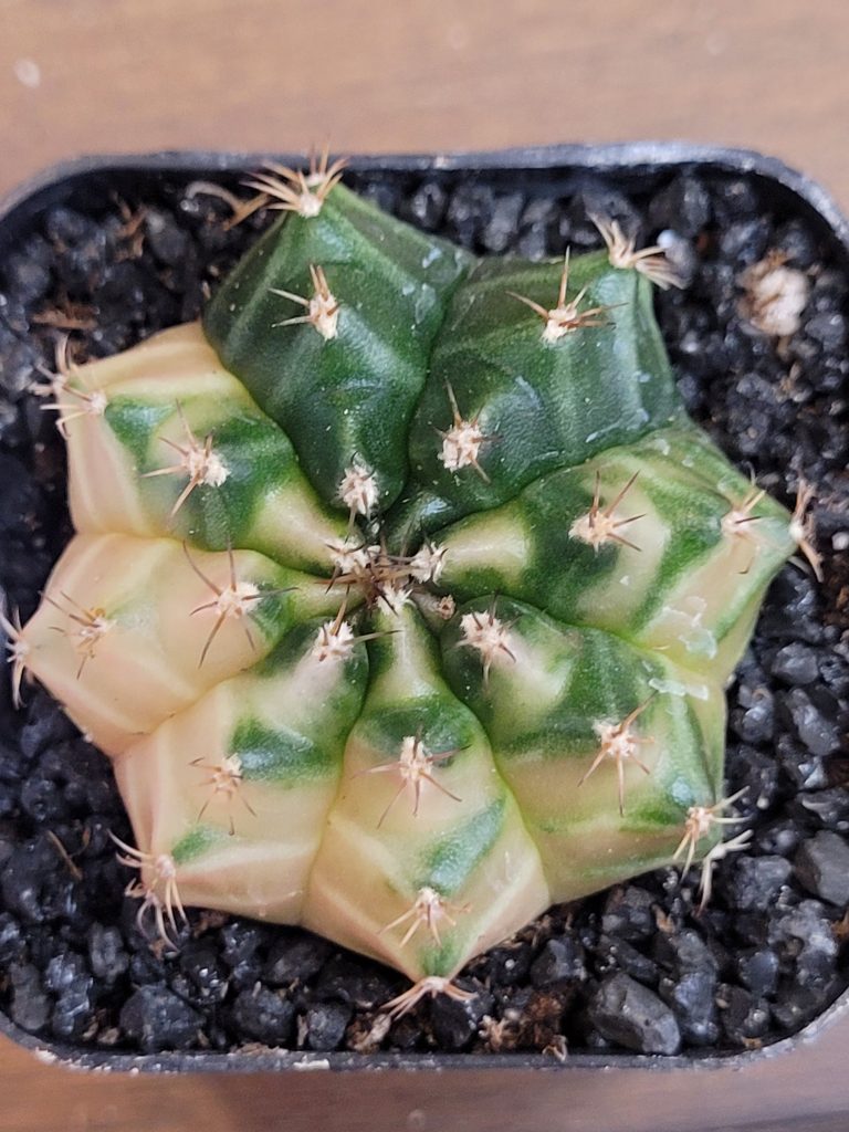 Gymnocalycium Mihanovichii Beautiful Unique White Yellow Green Markings Variegation Variegated Cactus #4106