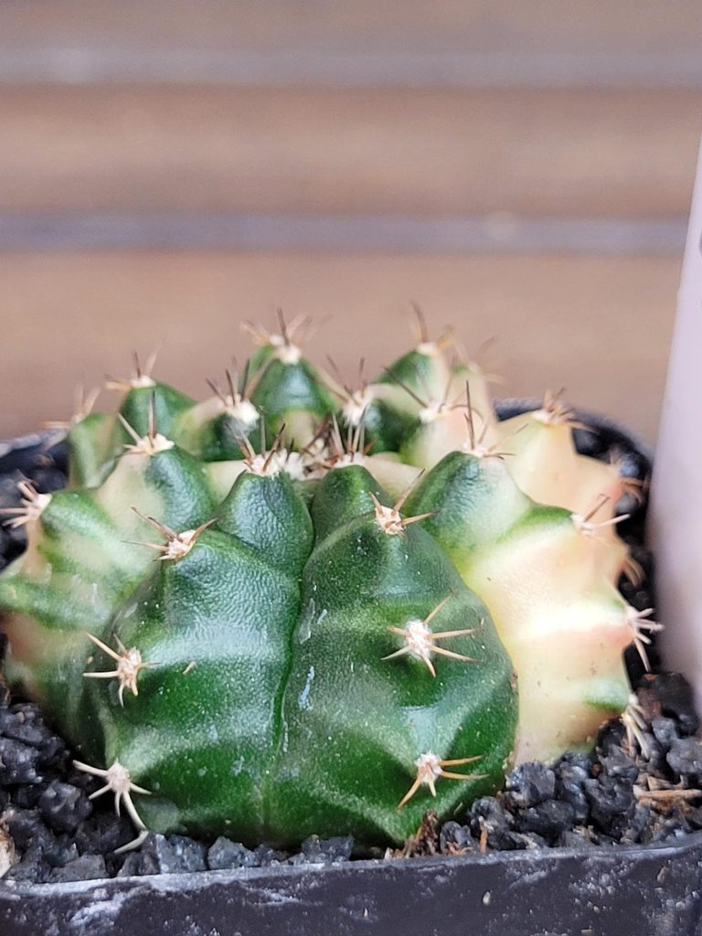 Gymnocalycium Mihanovichii Beautiful Unique White Yellow Green Markings Variegation Variegated Cactus #4106 - Image 4