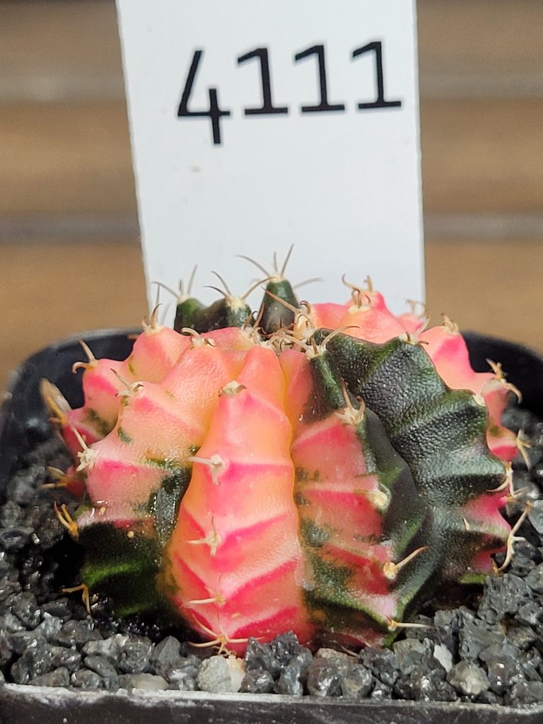 Gymnocalycium Mihanovichii Beautiful Unique Dark Green Black and Light Pink Markings Variegation Variegated Cactus #4111 - Image 2