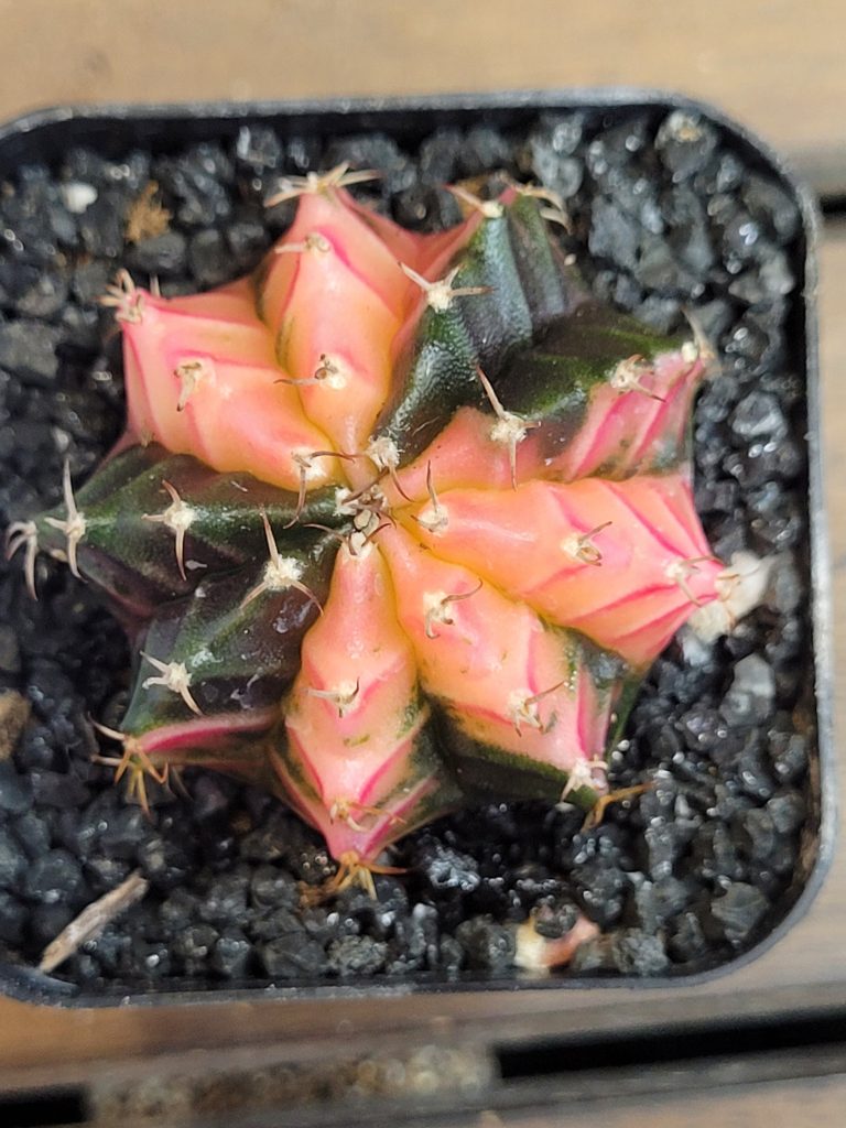 Gymnocalycium Mihanovichii Beautiful Unique Dark Green Black and Light Pink Markings Variegation Variegated Cactus #4111