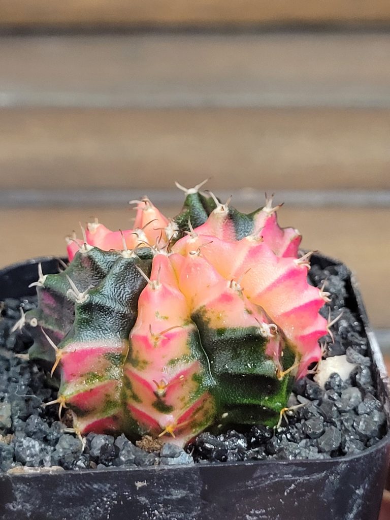 Gymnocalycium Mihanovichii Beautiful Unique Dark Green Black and Light Pink Markings Variegation Variegated Cactus #4111 - Image 4