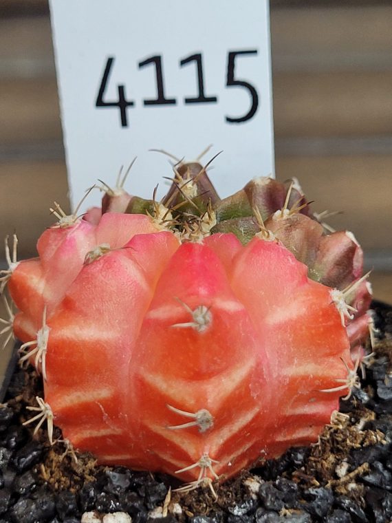 Gymnocalycium Mihanovichii Beautiful Unique Bright Pink And Paler Green Brown Markings 6600