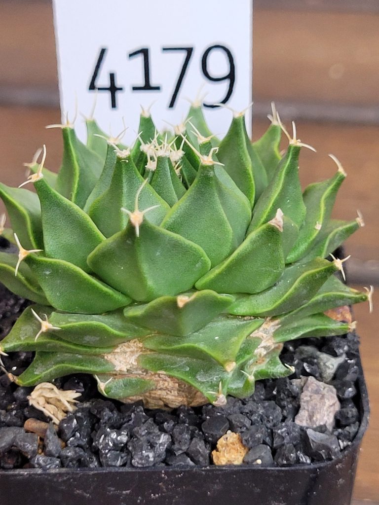 Obregonia Denegri Artichoke Cactus Unique Beautiful Large #4179 - Image 2