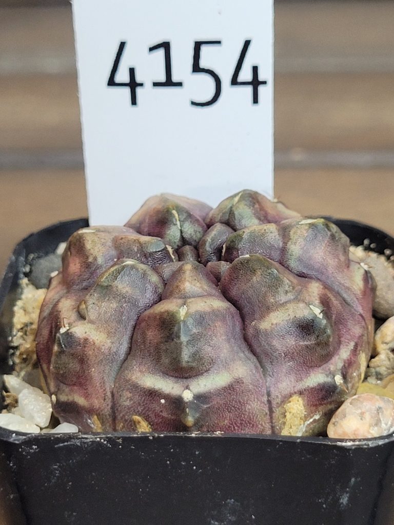 Gymnocalycium Mihanovichii "Daydream" Variegated Purple Imported Clone #4154 - Image 3