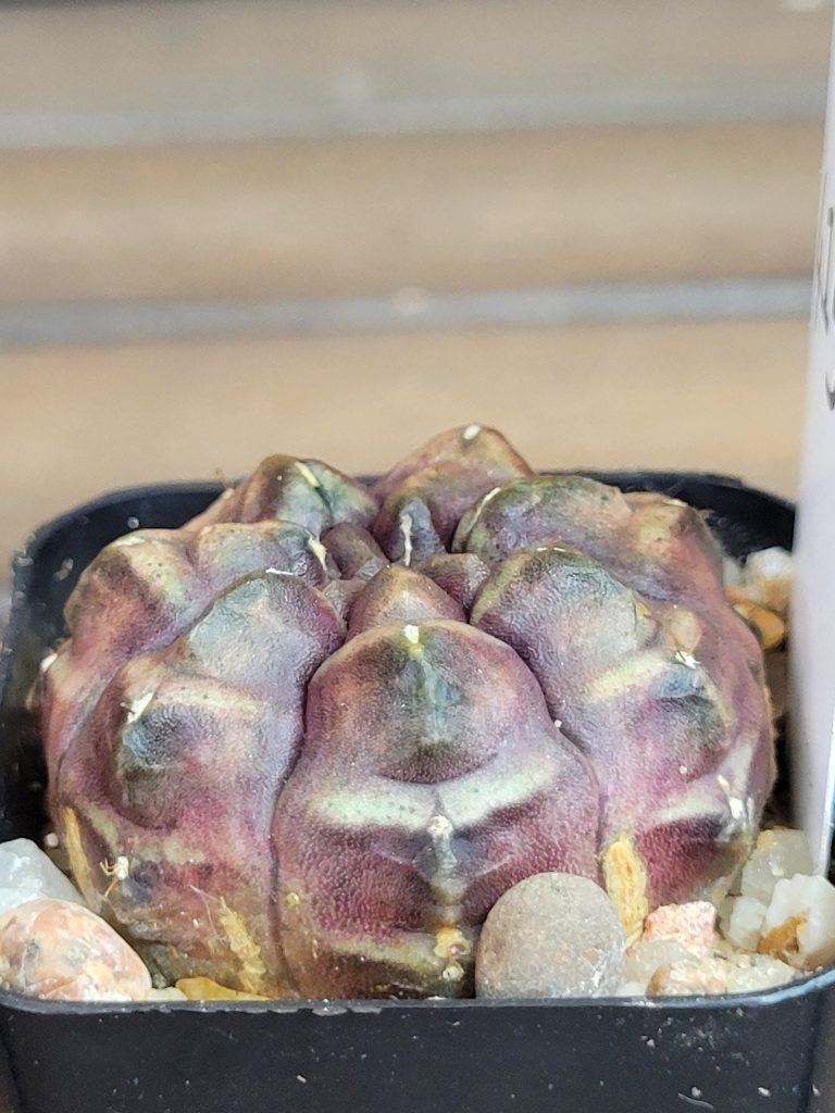 Gymnocalycium Mihanovichii "Daydream" Variegated Purple Imported Clone #4154 - Image 4