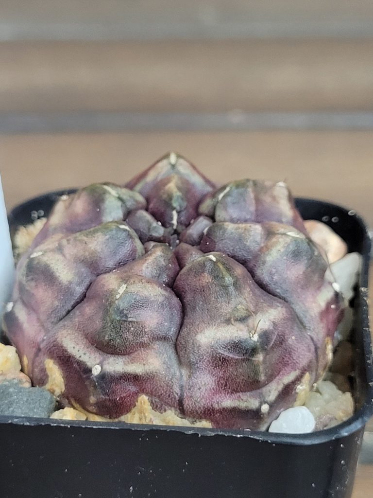 Gymnocalycium Mihanovichii "Daydream" Variegated Purple Imported Clone #4154 - Image 2