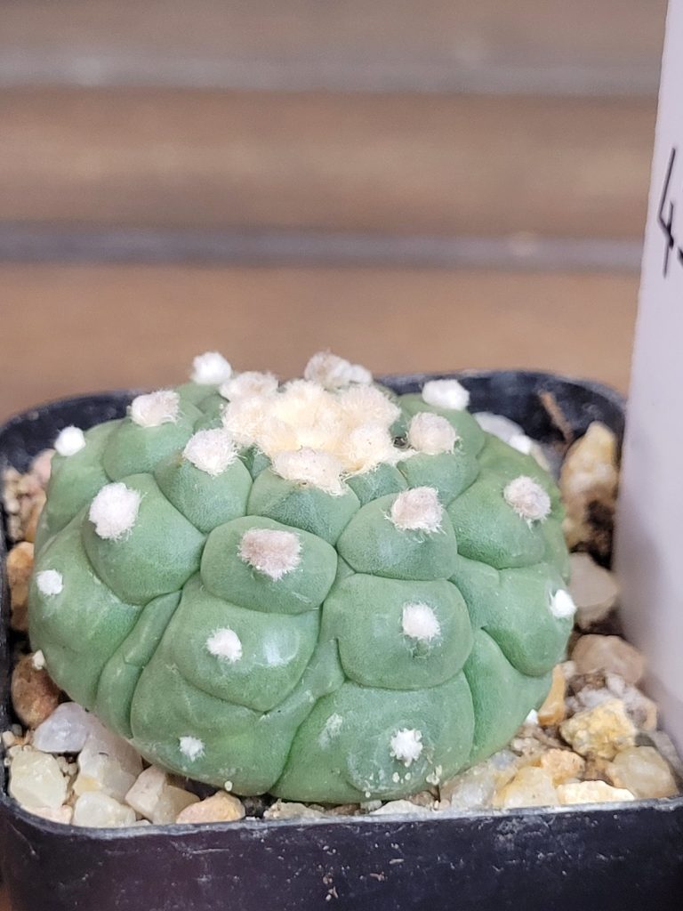 Astrophytum Kikko Lizard Skin Cactus Beautiful Unique Stunning Rare #4149 Live Cacti - 2 inch pot - Image 3