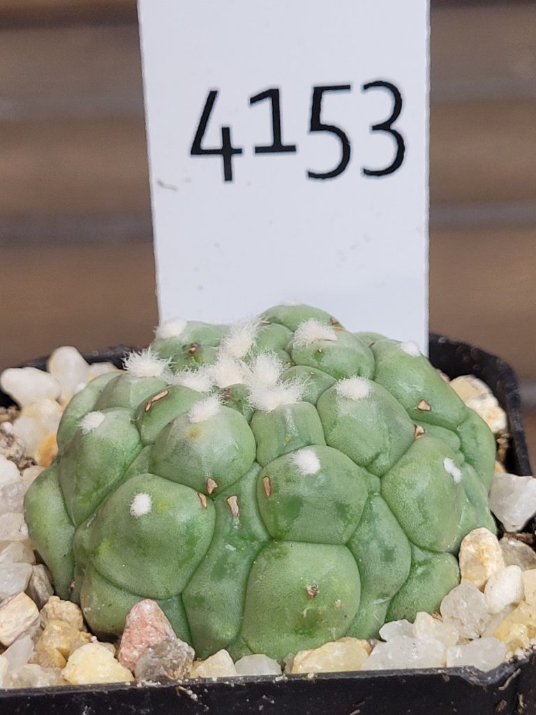 Astrophytum Kikko Lizard Skin Cactus Beautiful Unique Stunning Rare #4153 Live Cacti - 2 inch pot - Image 2