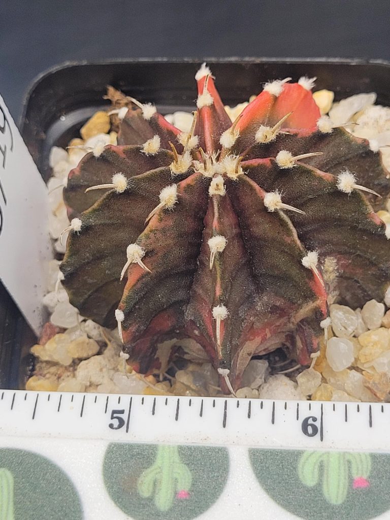 Gymnocalycium Mihanovichii Beautiful Unique Dark Purple, Green and Pink Variegation Variegated Cactus #5719 in 2.75" Pot - Image 4