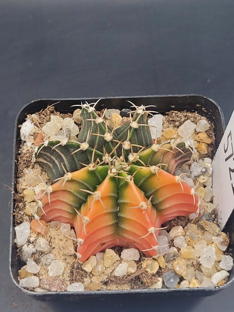 Gymnocalycium Mihanovichii Dark Green, Yellow with Pink outer corners Variegation Variegated Cactus #5721 in 2.75" Pot - Image 2