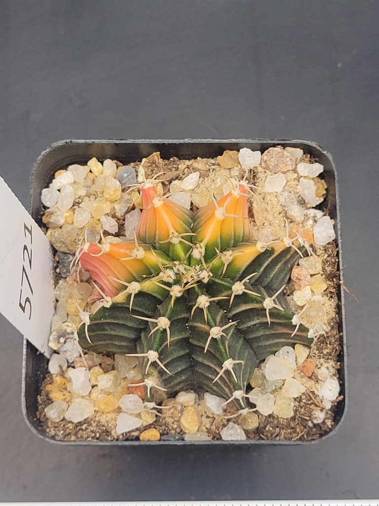 Gymnocalycium Mihanovichii Dark Green, Yellow with Pink outer corners Variegation Variegated Cactus #5721 in 2.75" Pot - Image 4