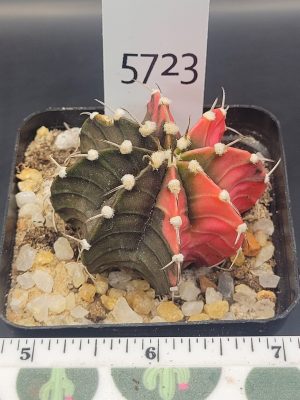 Gymnocalycium Mihanovichii Dark Green and Watermelon Pink Variegation Variegated Cactus #5723 in 2.75" Pot