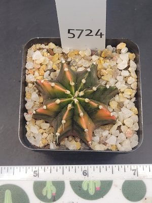 Gymnocalycium Mihanovichii Unique Dark Green, Orange And Purple Variegation Variegated Cactus #5724 in 2.75" Pot