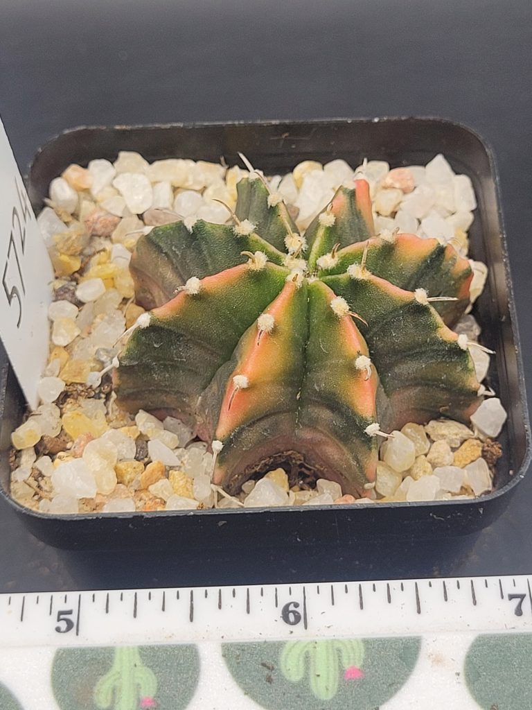 Gymnocalycium Mihanovichii Unique Dark Green, Orange And Purple Variegation Variegated Cactus #5724 in 2.75" Pot - Image 3