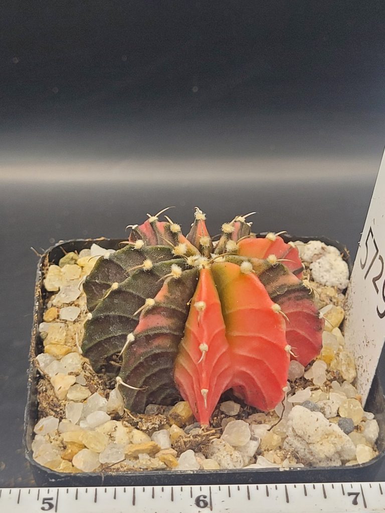 Gymnocalycium Mihanovichii Dinosaur claw Variegation Arrangement Cactus #5729 in 2.75" Pot - Image 3