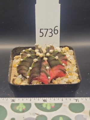 Gymnocalycium Mihanovichii Camp Fire Variegation Variegated Cactus #5736 in 2.75" Pot