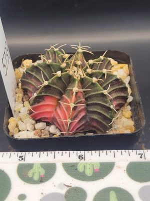 Gymnocalycium Mihanovichii Turtle Bite Variegation Variegated Cactus #5741 in 2.75" Pot