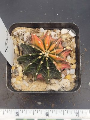 Gymnocalycium Mihanovichii Half and Half Variegation Variegated Cactus #5742 in 2.75" Pot