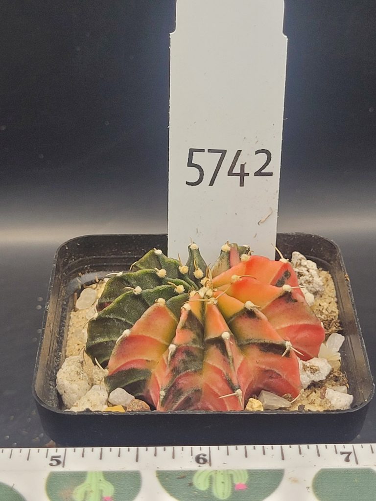 Gymnocalycium Mihanovichii Half and Half Variegation Variegated Cactus #5742 in 2.75" Pot - Image 2