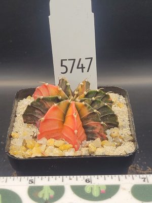 Gymnocalycium Mihanovic Watermelon Pale Orange and Green Variegation Variegated Cactus #5747 in 2.75" Pot