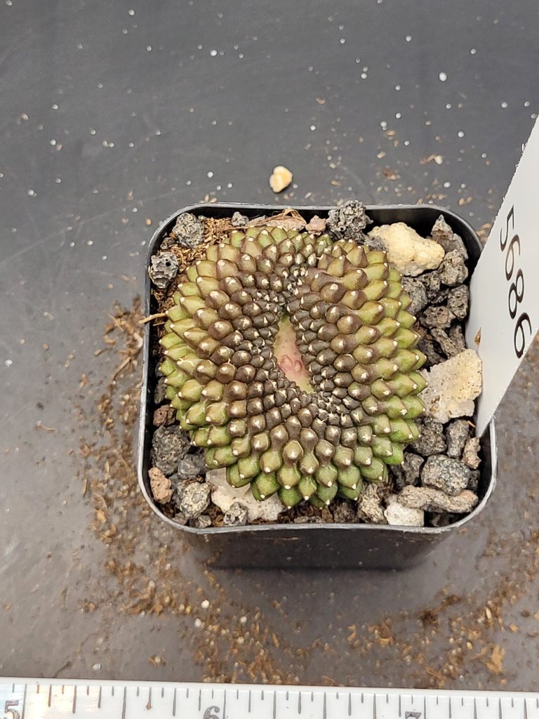 Gymnocalycium Cristata Crested Thornless Cactus Unique Rare Special Cacti #5686 - Image 3