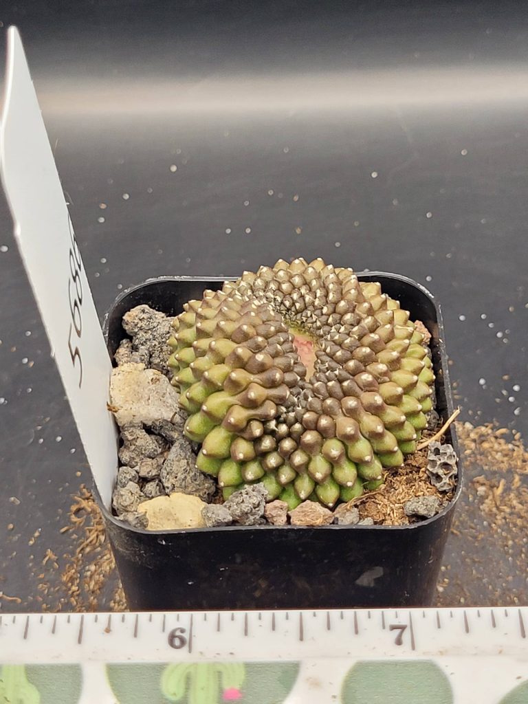 Gymnocalycium Cristata Crested Thornless Cactus Unique Rare Special Cacti #5686 - Image 2