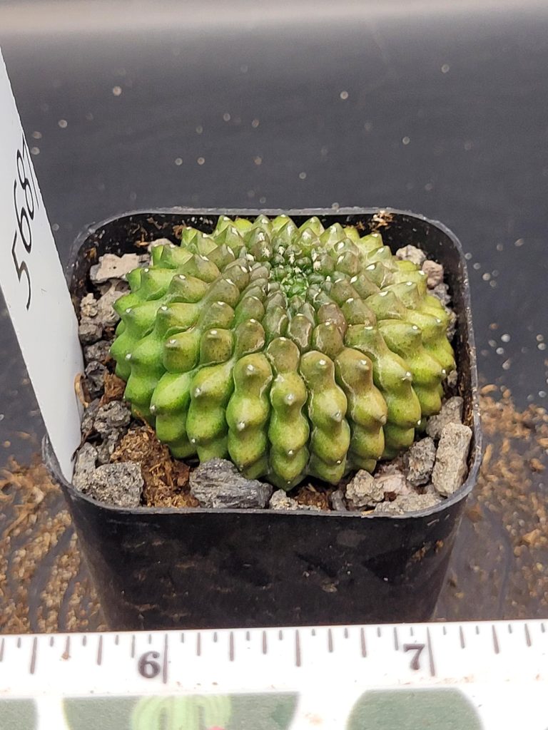 Gymnocalycium Cristata Thornless Cactus Unique Rare Special Cacti #5687