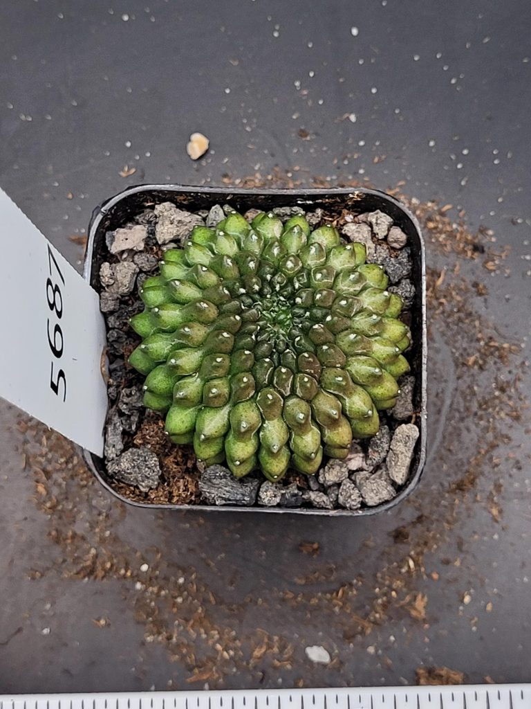Gymnocalycium Cristata Thornless Cactus Unique Rare Special Cacti #5687 - Image 4