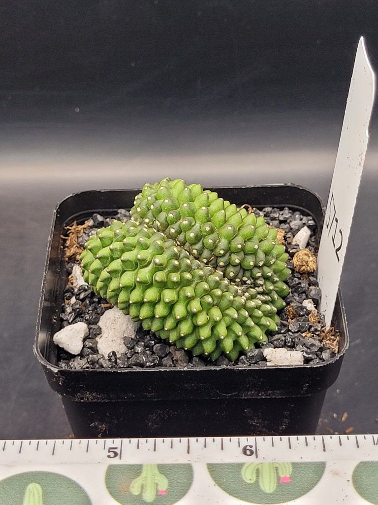 Gymnocalycium Cristata Crested Crazy Ridges and Folds Great Smile Thornless Cactus Unique Rare Special Cacti #5712