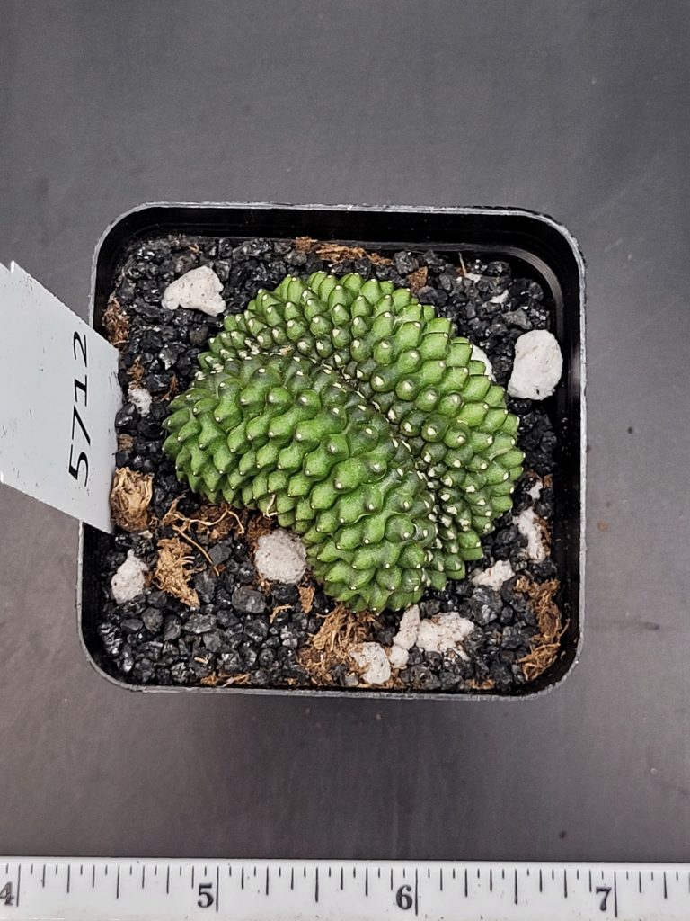 Gymnocalycium Cristata Crested Crazy Ridges and Folds Great Smile Thornless Cactus Unique Rare Special Cacti #5712 - Image 3