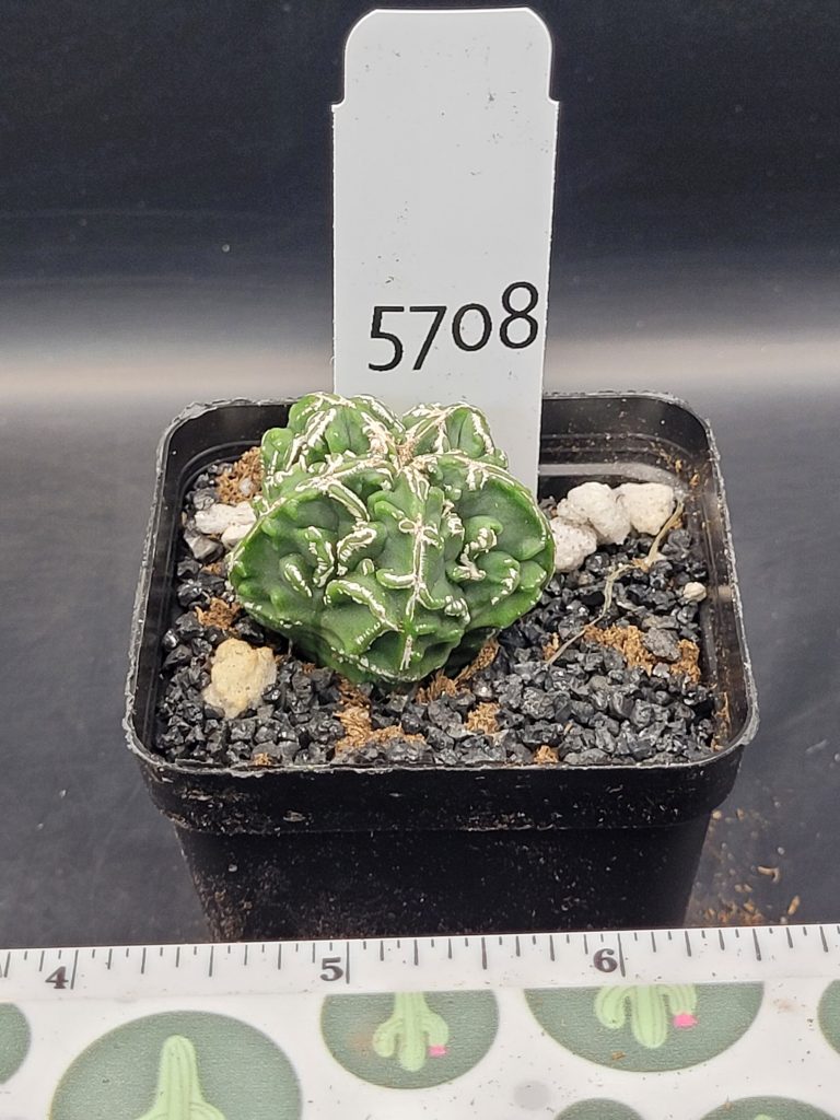 Astrophytum Myriostigma Fukuryu (Bishop's Cap) Cactus Unique Rare Beautiful Cacti #5708 - Image 4