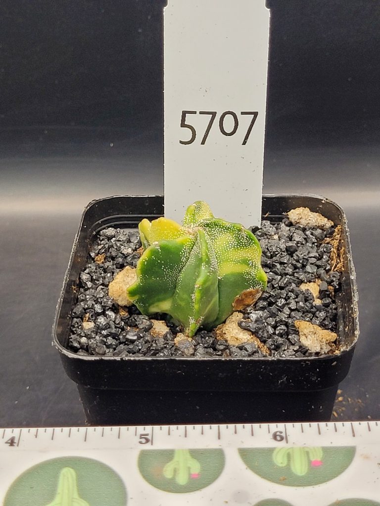 Astrophytum Myriostigma Variegated Nudum (Bishop's Cap) Cactus Unique Rare Beautiful Cacti #5707 - Image 2