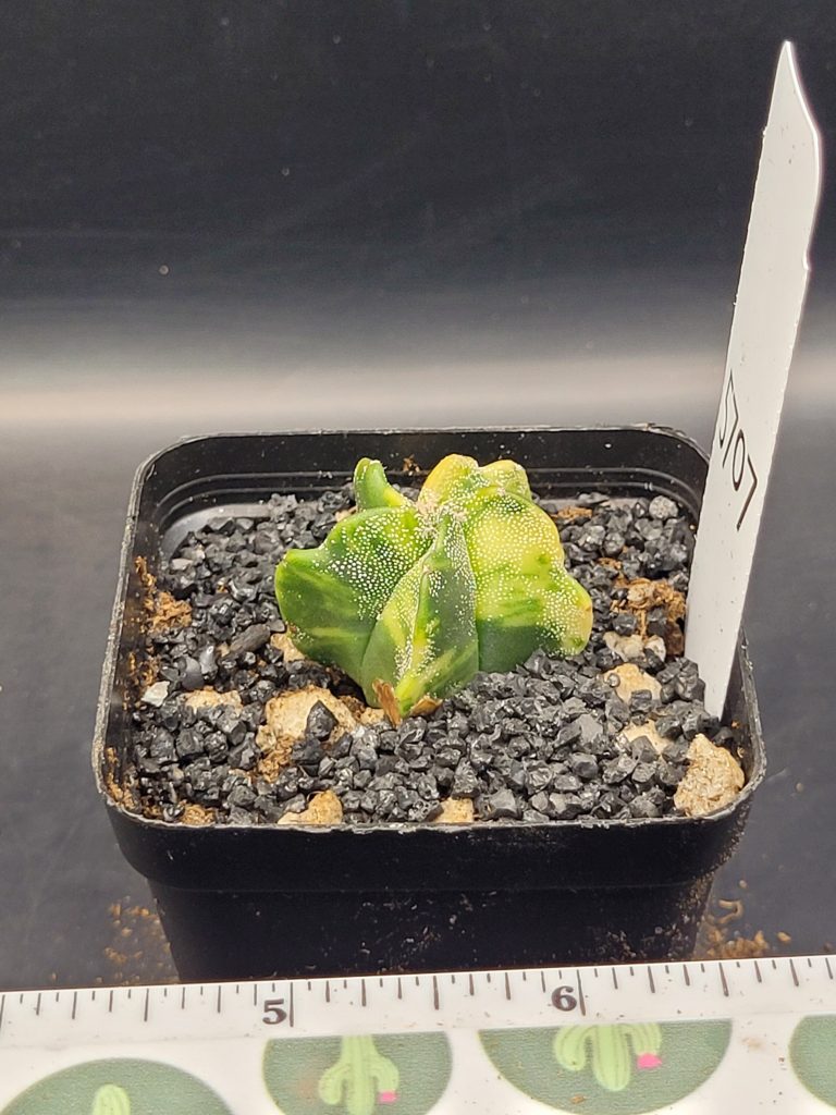 Astrophytum Myriostigma Variegated Nudum (Bishop's Cap) Cactus Unique Rare Beautiful Cacti #5707
