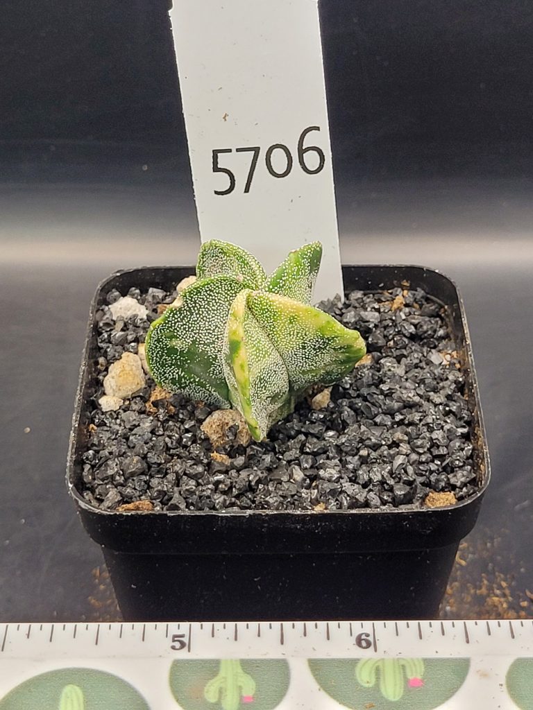 Astrophytum Myriostigma Variegated Nudum (Bishop's Cap) Cactus Unique Rare Beautiful Cacti #5706 - Image 2