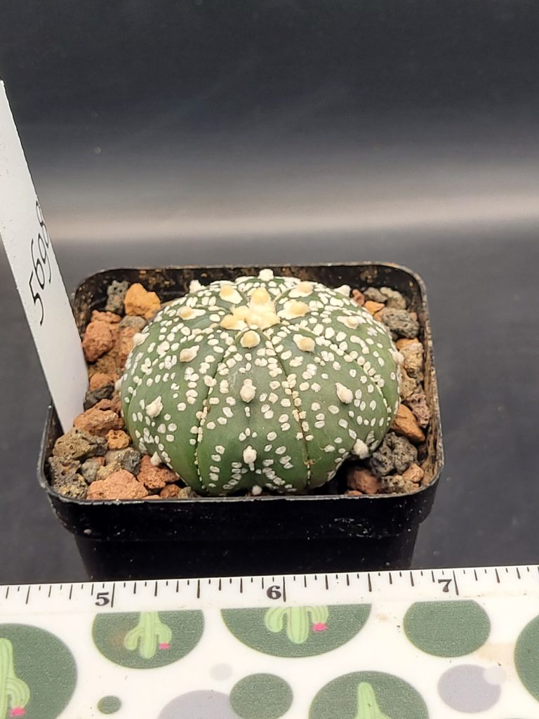 Astrophytum Super Kabuto Cactus Beautiful #5698 Gorgeous Dark Green Big Tufts Live Cacti - 2.75 inch pot - Image 4