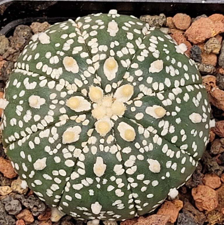 Care Guide for Astrophytum Asterias