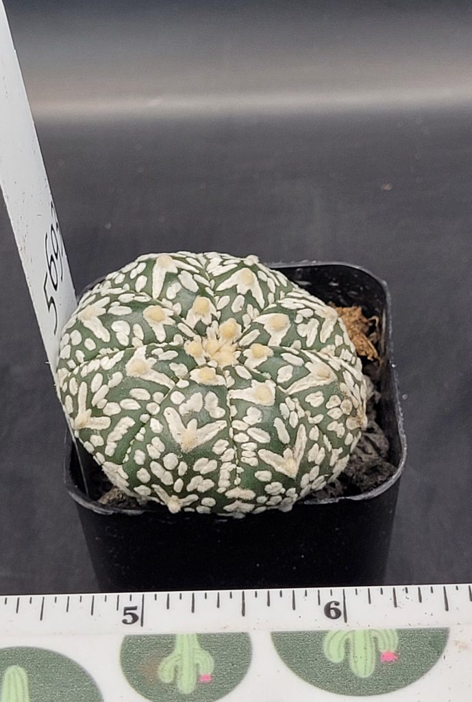 Astrophytum V Type Cactus Beautiful #5695 Gorgeous V Markings Fat and Squat Live Cacti - 2 inch pot - Image 3