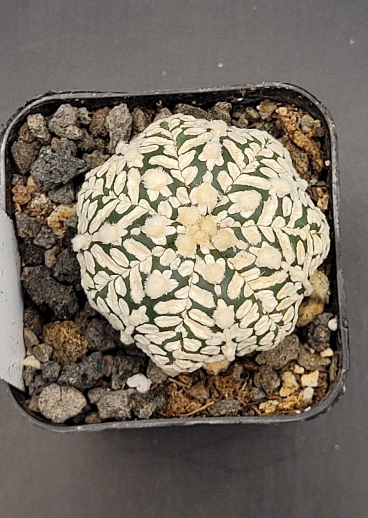 Astrophytum V Type Cactus Beautiful #5692 Gorgeous V Markings and Lines, Unique Pattern Live Cacti - 2 inch pot