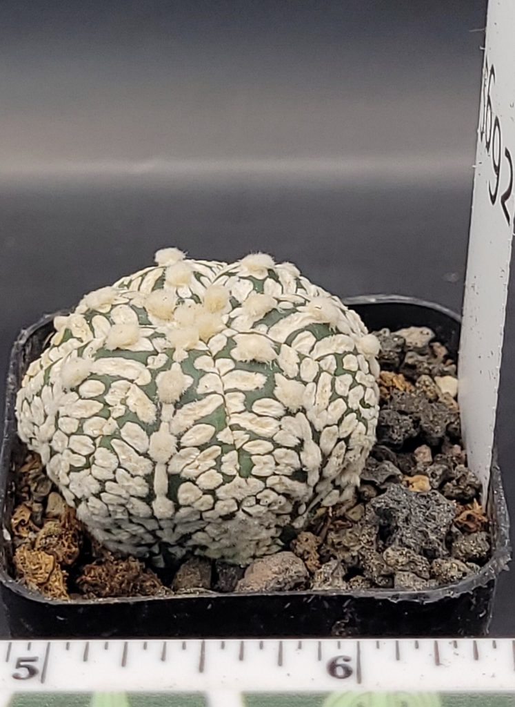 Astrophytum V Type Cactus Beautiful #5692 Gorgeous V Markings and Lines, Unique Pattern Live Cacti - 2 inch pot - Image 3