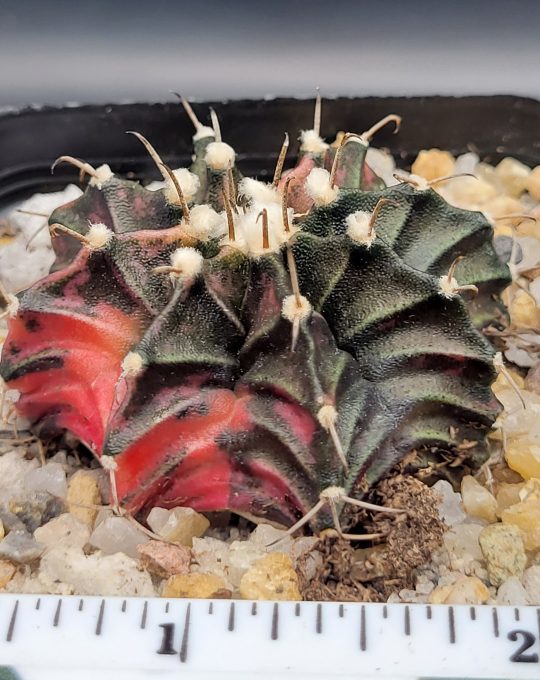 Gymnocalycium Mihanovichii Spotted strawbwerries Variegation Variegated Cactus #5275 in 2.75" Pot