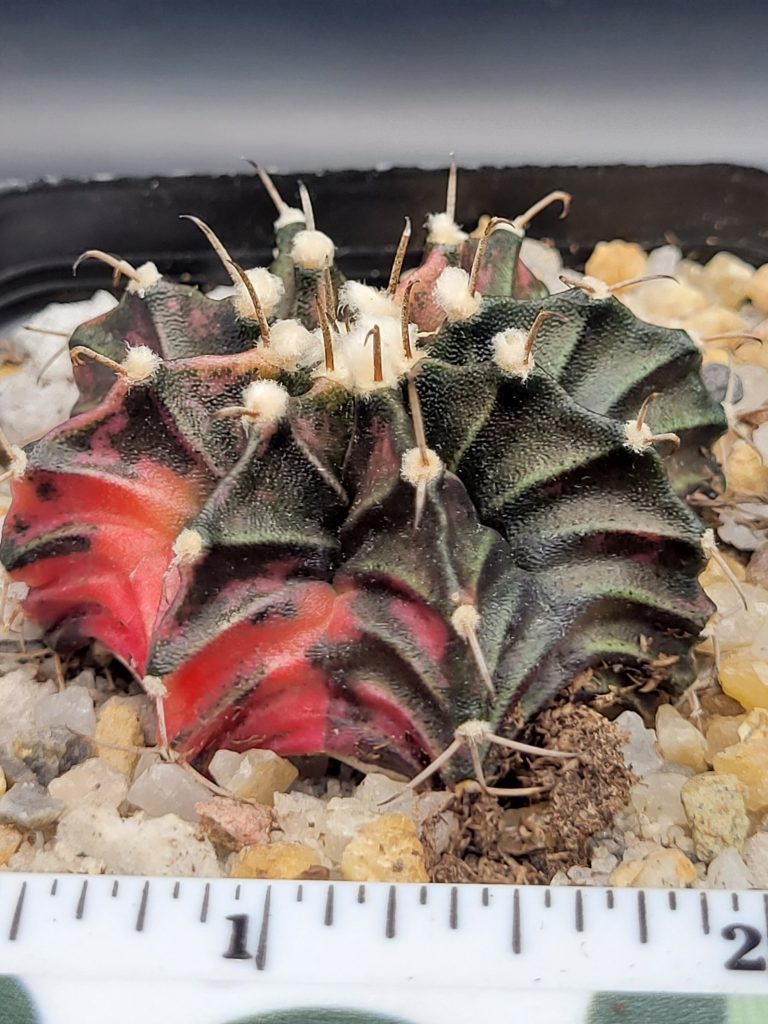 Gymnocalycium Mihanovichii Spotted strawbwerries Variegation Variegated Cactus #5275 in 2.75" Pot