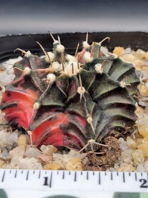 Gymnocalycium Mihanovichii Spotted strawbwerries Variegation Variegated Cactus #5275 in 2.75" Pot