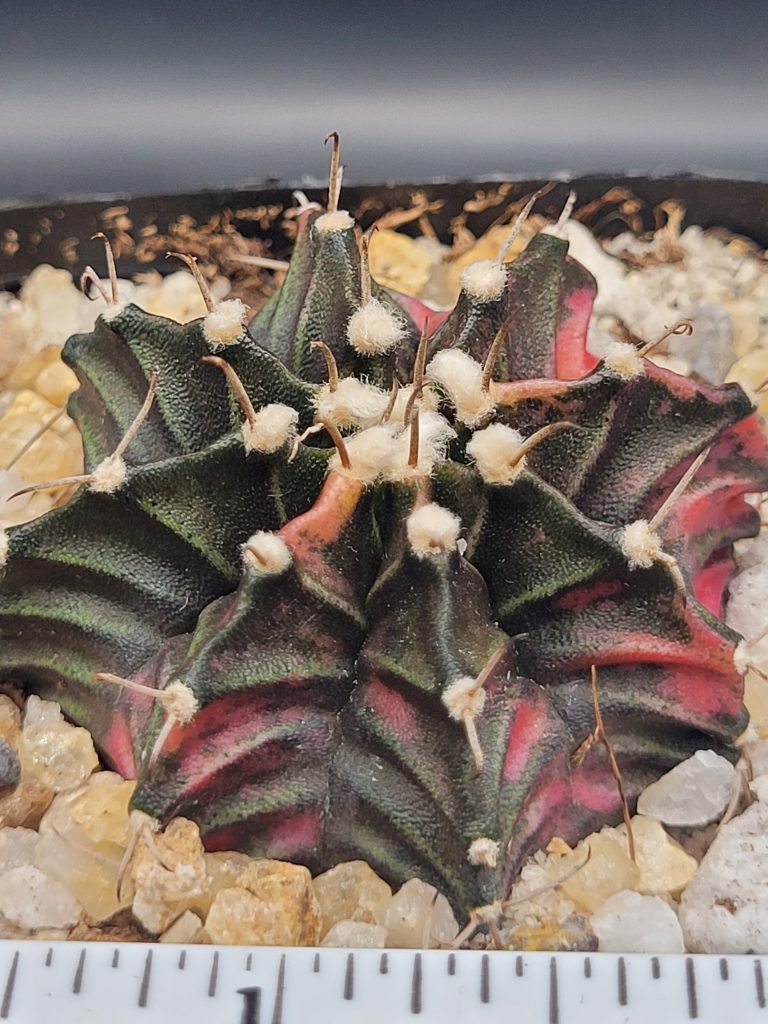 Gymnocalycium Mihanovichii Spotted strawbwerries Variegation Variegated Cactus #5275 in 2.75" Pot - Image 3