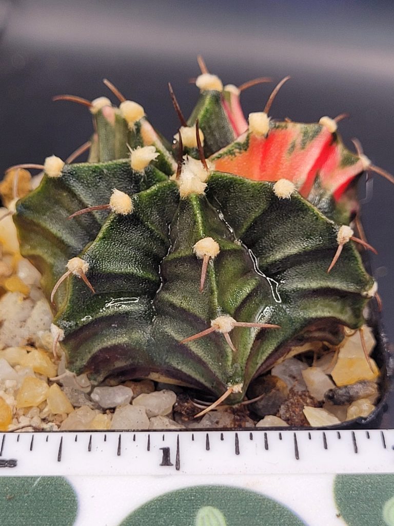 Gymnocalycium Mihanovichii Beautiful Unique Dark Green with Bright Rib Variegation Variegated Cactus #1493 - Image 2