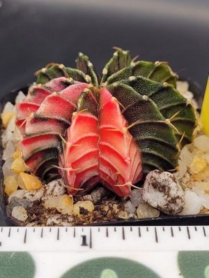 Gymnocalycium Mihanovichii Beautiful Unique Dark Green Shimmer With Bright Red Ribs Variegation Variegated Cactus #1494