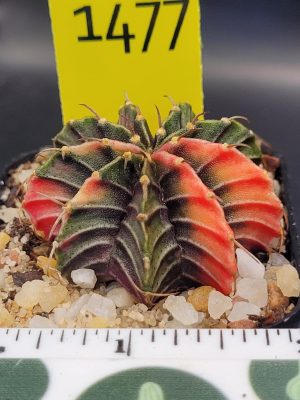 Gymnocalycium Mihanovichii Beautiful Unique Dark Ribs with Good Dark Stripes, Bright Ribs with Stripes Variegation Variegated Cactus #1477