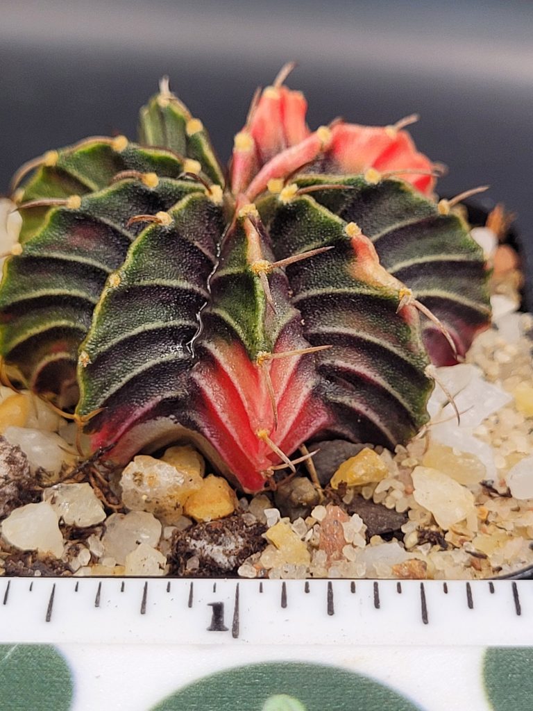 Gymnocalycium Mihanovichii Beautiful Unique Dark Ribs with Good Dark Stripes, Bright Ribs with Stripes Variegation Variegated Cactus #1477 - Image 2